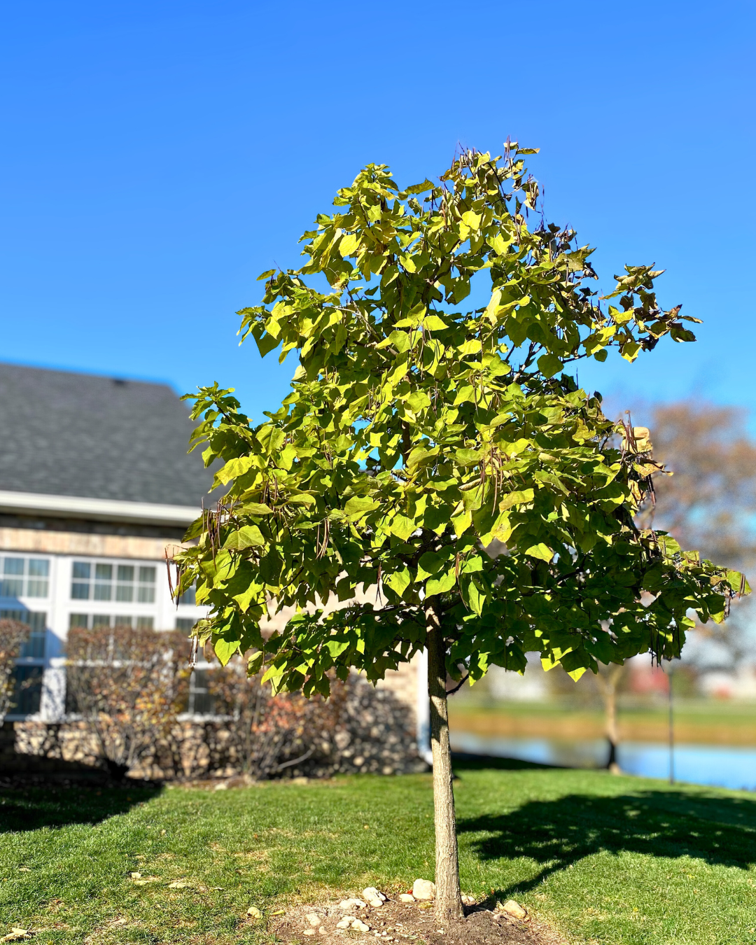 A young, maturing Heartland Catalpa grows in the backyard of a home, near a pond.